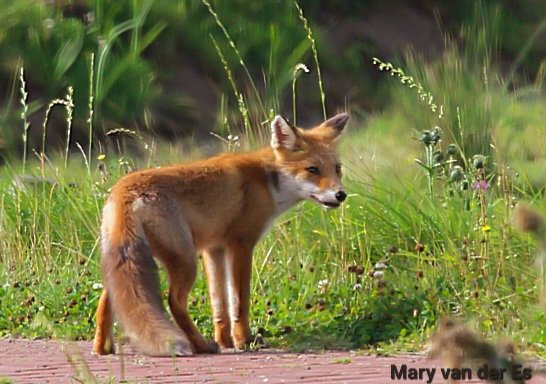 maryvanderes's tweet photo. #Fotochallenge #mooistefoto23
Jonge #Vos #Vulpes_vulpes
#Red_Fox.
@adriana57 https://t.co/mRGXxCGrt9