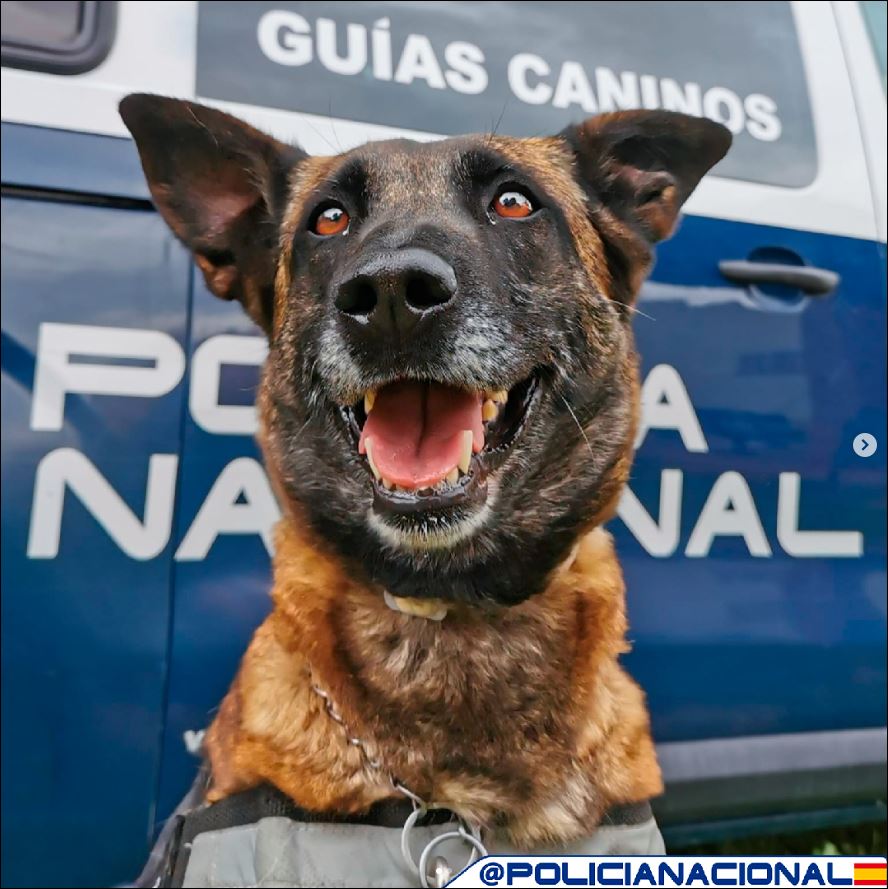policia's tweet image. No tenemos la receta de la #felicidad pero seguro que, entre sus ingredientes, hay📝

2⃣ Ojos que brillan cuando te miran
1⃣ Sonrisa infinita al escucharte
4⃣ Patas siguiéndote a todas partes🐾

Hoy es nuestro compañero canino🐕‍🦺 el que os desea #BuenosDías y #FelizJueves