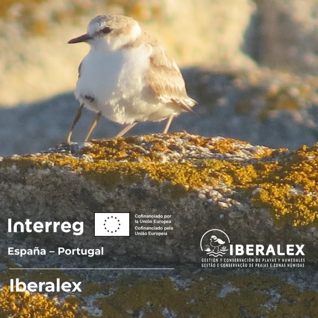 Iberalex (@iberalex_poctep) on Twitter photo 