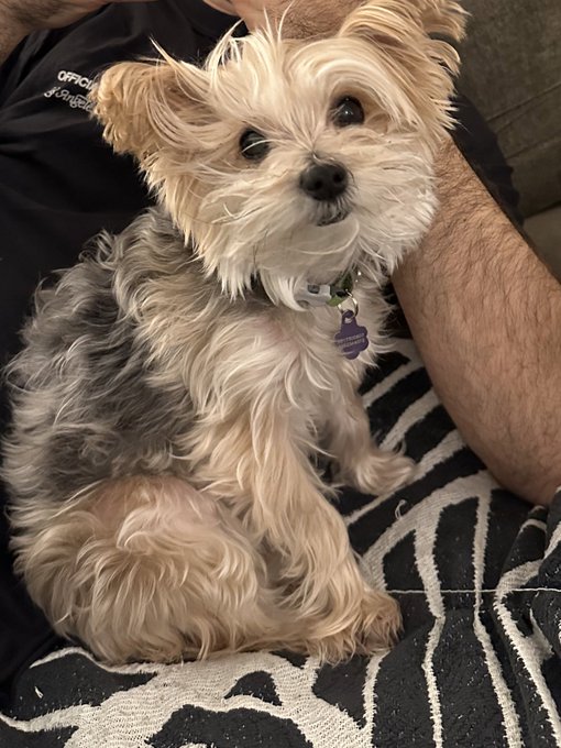 So many of my doggy friends are passing.   Mine is 10. Little molly   She has to be here until I die