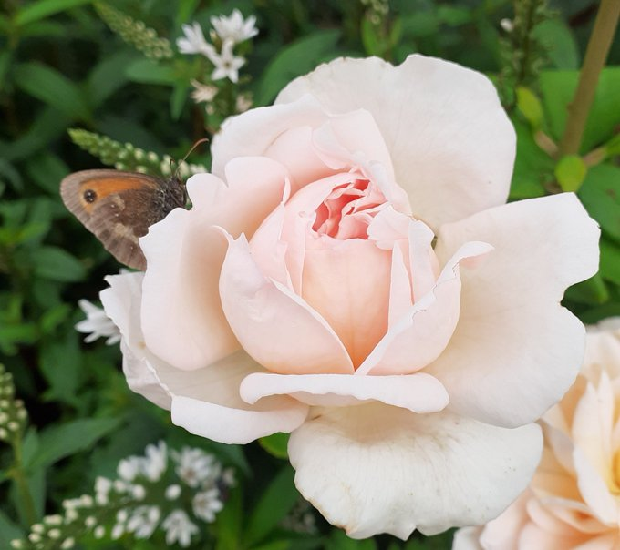 Tanjila63's tweet photo. https://t.co/COpcIRo1wh