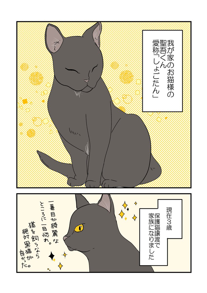 うちの黒猫様🐈‍⬛🖤1/2
うちの子と布団攻防戦。 