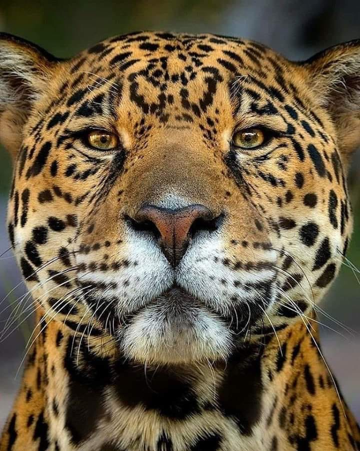 RincnCuriosoo's tweet photo. Majestuosa e imponente mirada 🐯 https://t.co/rKd92HwomU