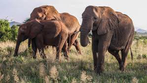 AFOANFTs's tweet image. Wildlife crime poses a grave threat to endangered animals, exerting a detrimental impact on their survival and overall ecosystems. The illicit trade in animal parts, such as ivory, rhino horns, and exotic pets, directly contributes to the decline of already vulnerable species.…