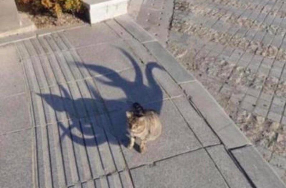 ErigolDelViento's tweet photo. Máster: tira percepción.
Jugador: pifia.
Máster: Solo ves un gato normal y corriente.
Jugador: Acarició al gato.
Máster: vale pues.. aquí tienes una hoja para hacerte una ficha nueva. https://t.co/HgRVJo7Ppb