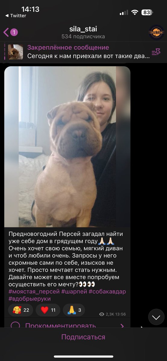 bardulya's tweet photo. Сегодня #догпиковая_пятница пройдет с призывом сделать подарок на Новый год… 

Вот этому маленькому чуду! Персей ищет дом https://t.co/o7acZ9QseH

Пожалуйста, помогите распространить этот твит! И присылайте фото своих хвостатых, которые обрели дом благодаря вам https://t.co/yaLonwNaVy