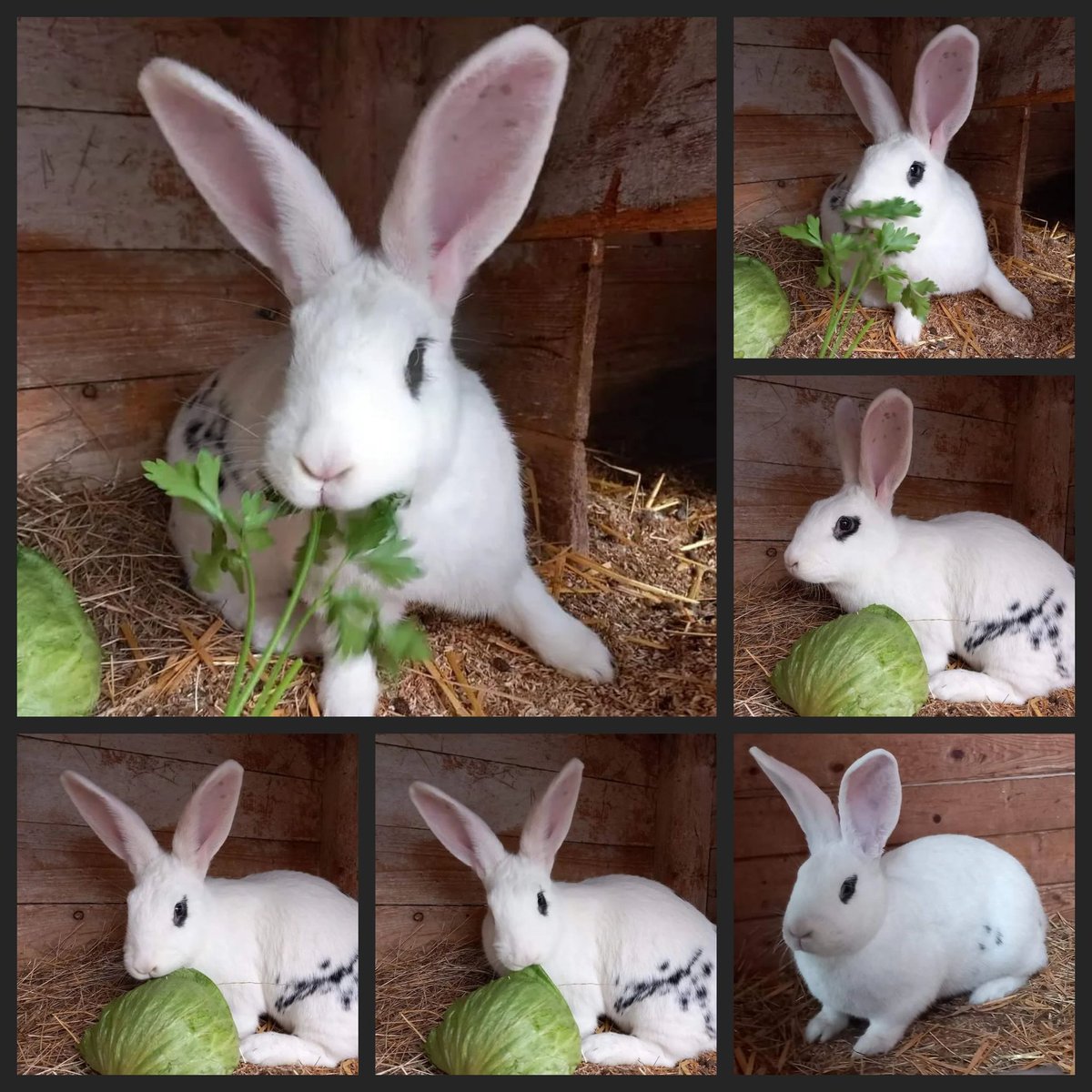 Rüsselheim e. V. tweet media