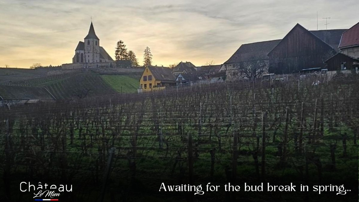 ChateauLeMien's tweet photo. 🍇⏳ Amidst the vibrant cities around the world during the holiday season, grapevines quietly await the arrival of spring.

🥂 Wishing everyone, and the grapevines, a wonderful year ahead!

💕 May the coming year be filled with joy and beauty for all! https://t.co/lbzWVYramD