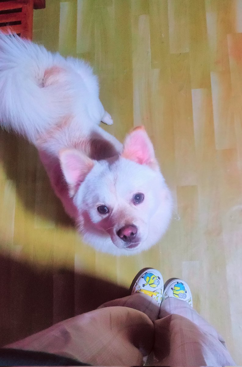 bhutiapemc's tweet photo. My furry companion 🤍🐶 https://t.co/8Jef8HCYaz