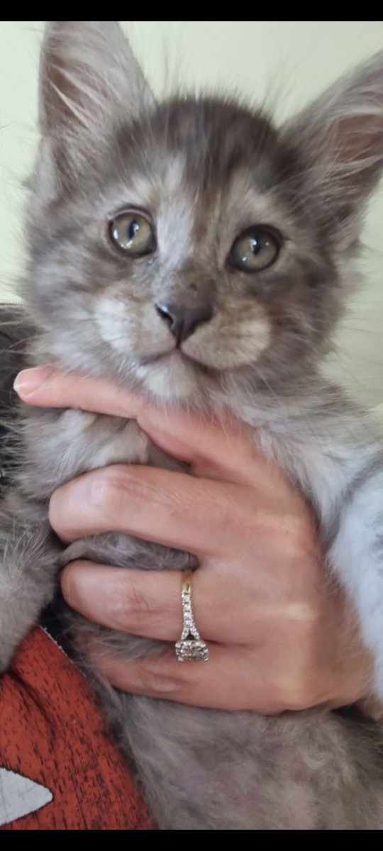 Introducing my lil brofur Killian coming home January 30th .... Born 5th Nov 2023 #Cats #Kitten  #CatsOfTwitter #CatsOnTwitter #Maincoon #Loves him .. Him very cheeky boy ... 🥰
