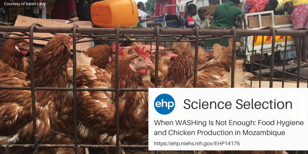 NEW: From egg to market, contamination of poultry products with enteropathogens increases along the “value chain,” suggesting opportunities to reduce infections and complement WASH approaches to sanitation. Learn more ➡️ ow.ly/2lE750QmntQ <a href="/MatthewCFreeman/">Matthew Freeman</a> <a href="/klevy_uw/">Karen Levy</a>
