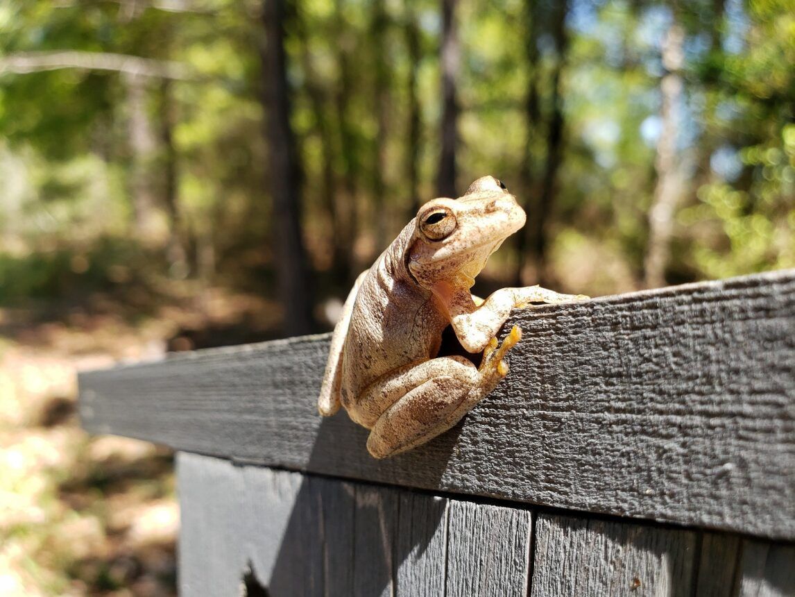 UGASREL's tweet photo. We hope you enjoy your weekend just like this Gray Tree Frog is enjoying the sunlight☀️ 

✨ Did you know that the skin of a #GrayTreeFrog becomes much lighter at night and darker during the day? Their scientific name is Hyla versicolor, which means "variable color." https://t.co/H2gZxjoJyz