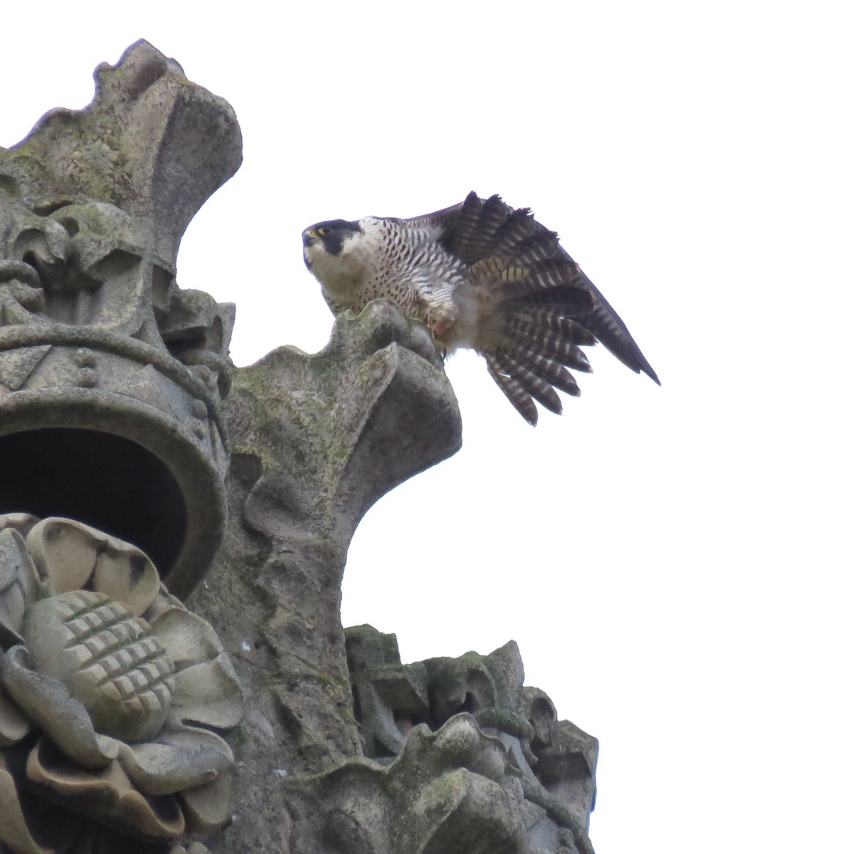 camperegrines's tweet photo. Very pleased to find a female perched on a King’s chapel spire adjacent to where the male was also perched. The condition of the coloured ring on her left leg suggests it’s TVH from Wakefield but couldn’t 100% confirm it’s her. She eventually flew to St John’s chapel. https://t.co/EvWwfXphv5