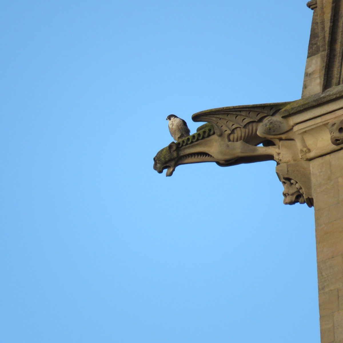 camperegrines's tweet photo. Very pleased to find a female perched on a King’s chapel spire adjacent to where the male was also perched. The condition of the coloured ring on her left leg suggests it’s TVH from Wakefield but couldn’t 100% confirm it’s her. She eventually flew to St John’s chapel. https://t.co/EvWwfXphv5