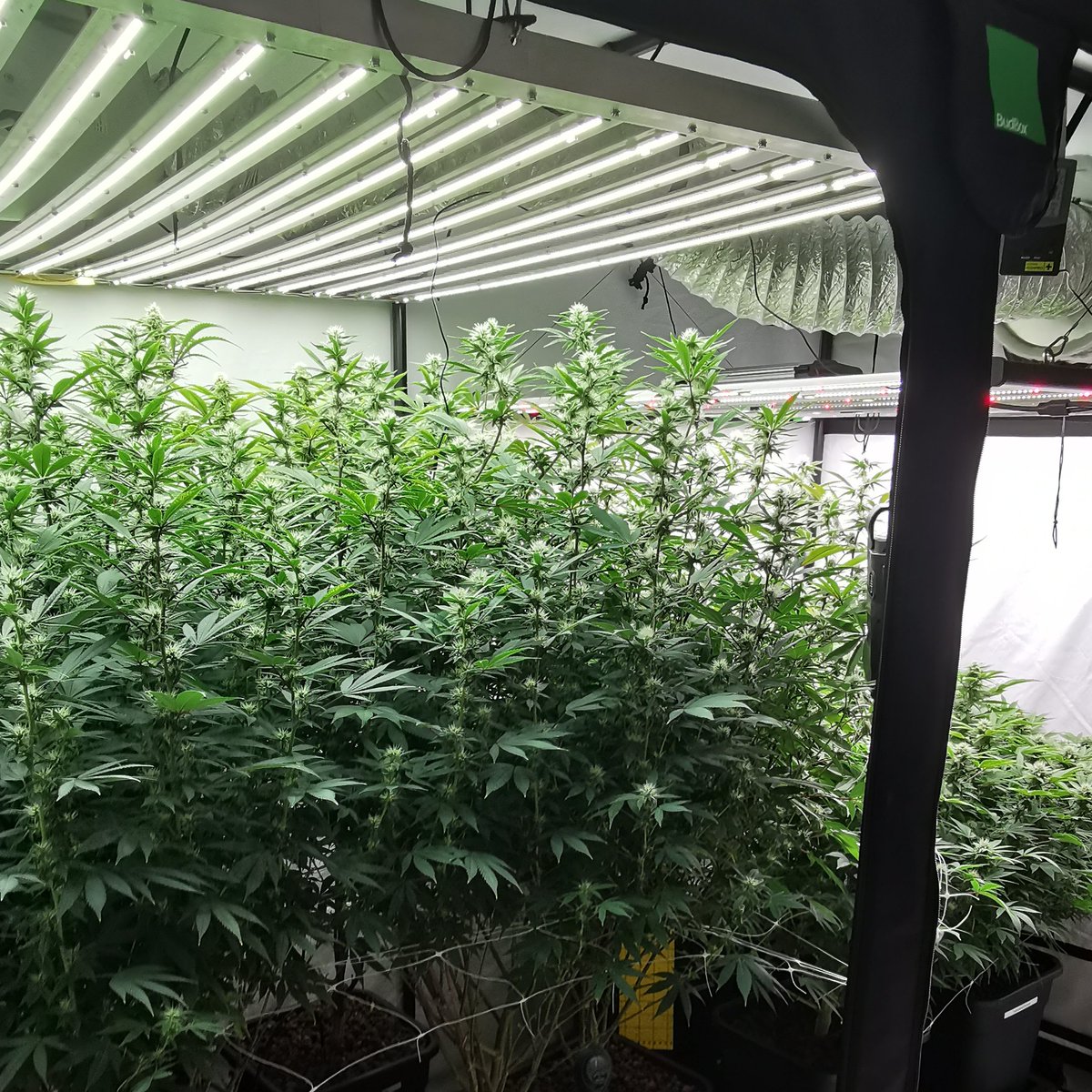 freaksofnaturez's tweet photo. 7 Tools to BOOST your Weed Yield &amp; Quality 🧪🌳

I never do a 🍃grow without all of these now.

1. Atami Bloombastic
2. Great White Myco
3. Cannabrush
4. Bluelab PH &amp; EC Pens
5. AutoPots
6. Terploc Bags
7. FlashClean

Each one of these unlocked a new level for me 🤯 https://t.co/aXhdrG3Uvs