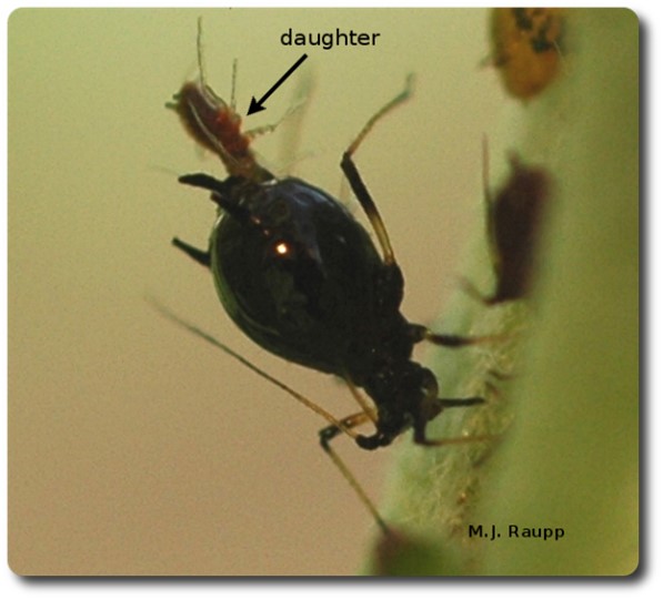 ¡Deje que los agentes naturales de control de plagas hagan su trabajo en lugar de tratar pulgones con insecticidas! Hoy, la Dra. Shrewsbury nos explica cómo es esto y por qué es preferible.

extensionesp.umd.edu/2024/05/27/tan…

<a href="/UMDEntomology/">UMD Entomology</a> 
<a href="/UMDscience/">UMD Science</a> 
<a href="/UMD_AGNR/">College of Agriculture & Natural Resources</a> 
<a href="/UMdExtension/">UME</a> 
<a href="/UMDHGIC/">UMD Home & Garden Info Center</a>