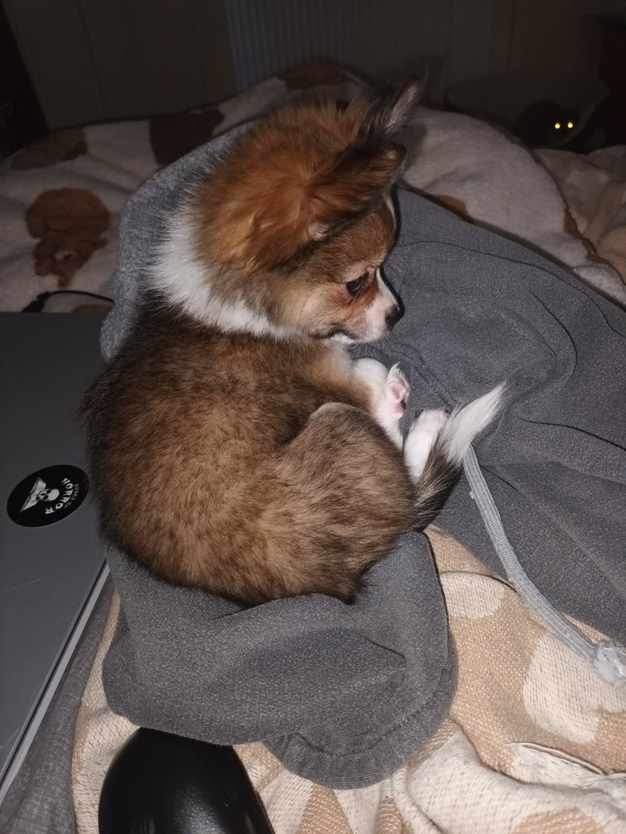 KevinJKennedy01's tweet image. Orko,  my smallest friend. 😍

#orko #pomchi