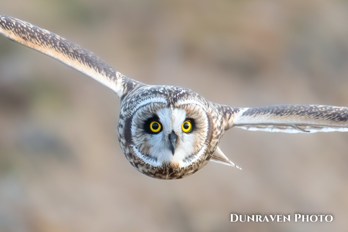 Brian_Hanser's tweet photo. Images-of-the-day #s 362 &amp; 363 of 365:

Short-eared Owl gliding straight towards the camera, Samish Flats, Skagit County, WA. https://t.co/8mTReICmkY