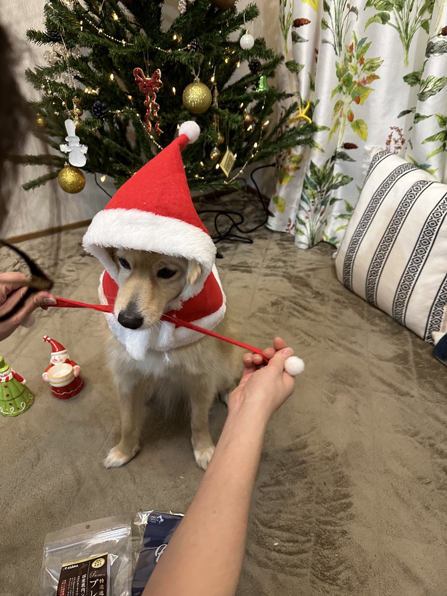 クリスマスで7歳になりました🎄
なんか実感が湧かない…だって本当に毎年顔が変わらなくて…😅羨ましすぎる童顔ちゃん😍

唯一の変化は何故かオテテの毛がボーボーになってきた💦

家の中も外もまだまだ怖いものいっぱいあるけど、めいめいのペースで行こうね😉