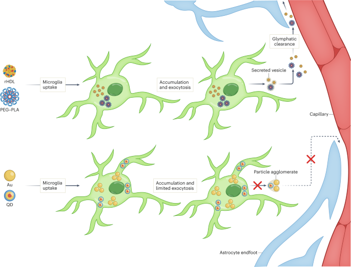 NatureNano's tweet photo. New content online: Intracerebral fate of engineered nanoparticles https://t.co/O1iPoMHN5c https://t.co/PadTlxyLbR