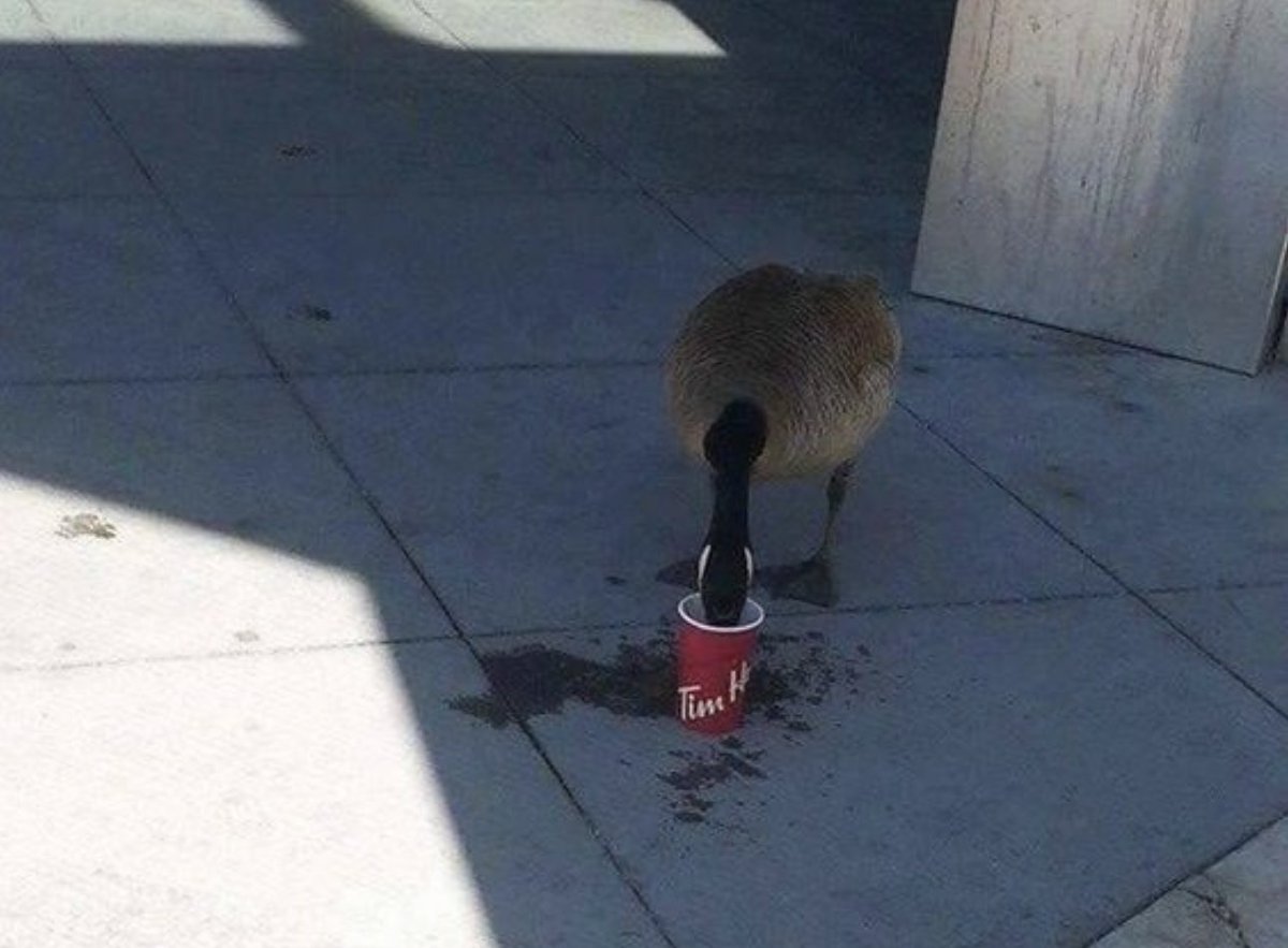 MadelnCanada's tweet photo. Meanwhile in Canada https://t.co/TnTRZhZ46O