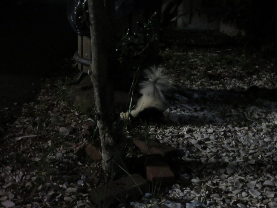 MI_TU's tweet image. Cape Code - Moffetta dalla lunga coda 

amzn.to/3RFTWg7

bit.ly/406wNag

tu-mi.it/2023/12/cape-c…

#usa #capecode #moffetta  #adv

bit.ly/3QbhSqC

bit.ly/45ImhXVC