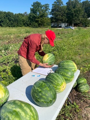 Los injertos en sandías ayudan con ciertos patógenos del suelo así como a reducir costos de producción. 🍉
La Dra. Sater y el Dr. Beale nos cuentan todo lo que necesitamos saber.

extensionesp.umd.edu/2024/03/25/opt…

<a href="/UMDEntomology/">UMD Entomology</a> 
<a href="/UMDscience/">UMD Science</a> 
<a href="/UMD_AGNR/">College of Agriculture & Natural Resources</a> 
<a href="/UMdExtension/">UME</a> 
<a href="/UMDHGIC/">UMD Home & Garden Info Center</a>