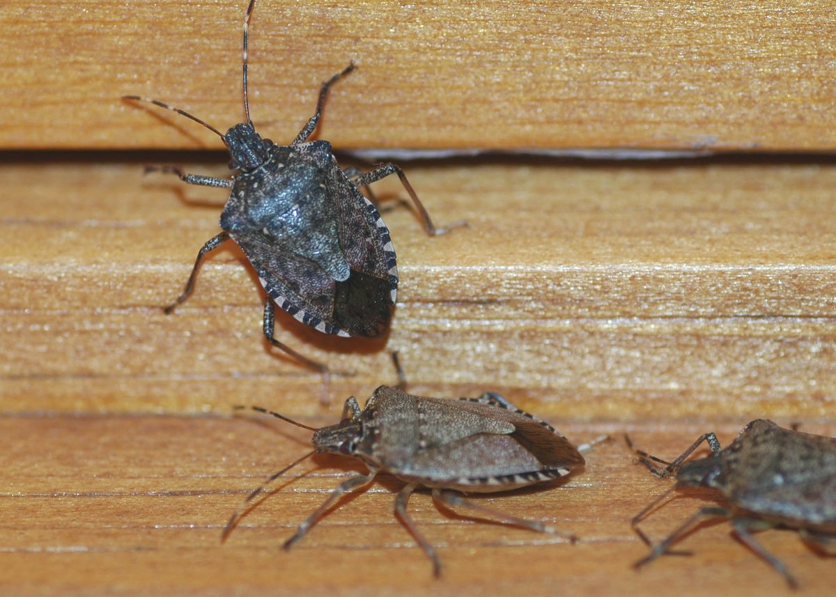 ¿Por qué las chinches marmoladas deciden instalarse en nuestras casas y cómo evitarlo? 
En este posteo, el Dr. Raupp nos explica.

extensionesp.umd.edu/2024/04/01/est…

<a href="/UMDEntomology/">UMD Entomology</a> 
<a href="/UMDscience/">UMD Science</a> 
<a href="/UMD_AGNR/">College of Agriculture & Natural Resources</a> 
<a href="/UMdExtension/">UME</a> 
<a href="/UMDHGIC/">UMD Home & Garden Info Center</a>