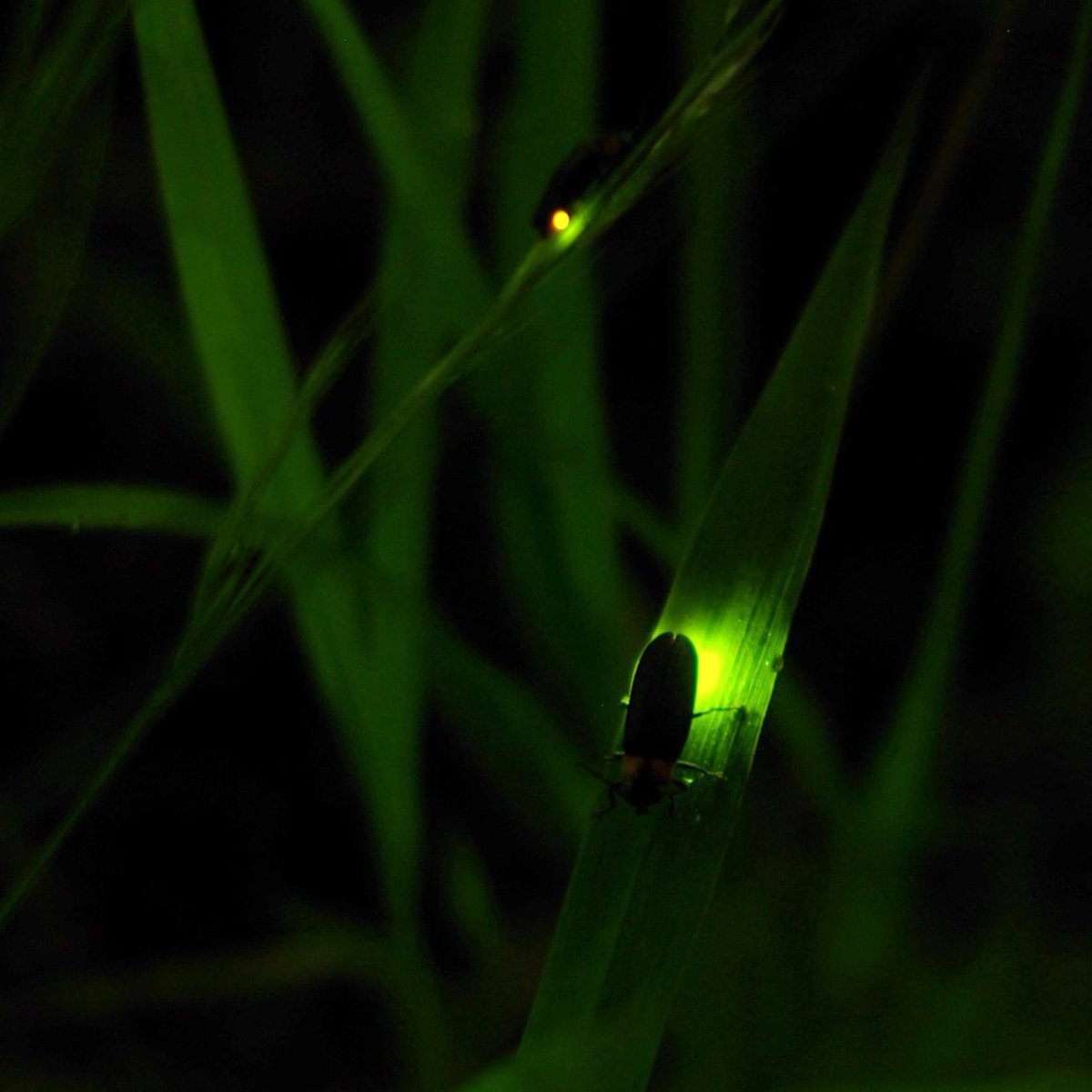 Las luces nocturnas pueden afectar de forma muy negativa a muchos insectos beneficiosos.
En este posteo, la Dra. Espíndola <a href="/Analyssi/">Anahí Espíndola 🇦🇷🇨🇭</a>  nos explica por qué y qué podemos hacer para evitarlo.
extensionesp.umd.edu/2024/05/13/apo…

<a href="/UMDEntomology/">UMD Entomology</a> 
<a href="/UMDscience/">UMD Science</a> 
<a href="/UMD_AGNR/">College of Agriculture & Natural Resources</a> 
<a href="/UMdExtension/">UME</a> 
<a href="/UMDHGIC/">UMD Home & Garden Info Center</a>