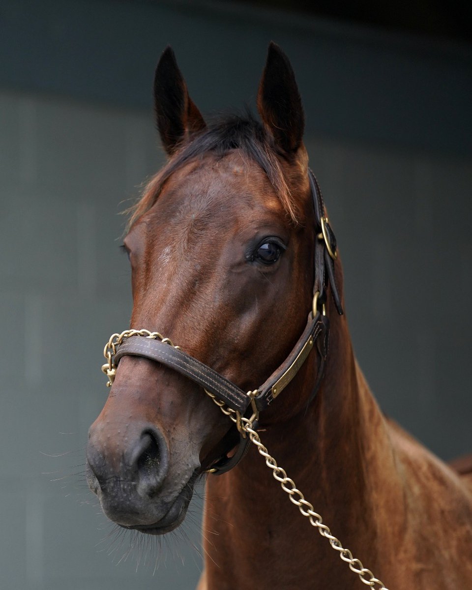 StonestreetFarm's tweet image. Happy #FutureFoalFriday! In the last edition, we'll highlight #homebred G3W ELECTRIC FOREST. The half-sister to GSWs UNCLE CHUCK &amp;amp; KENTUCKIAN &amp;amp; classic sire MACLEAN'S MUSIC delivered a filly by UNCLE MO this year &amp;amp; is back in foal to CONSTITUTION! #shesintheband @WinStarFarm