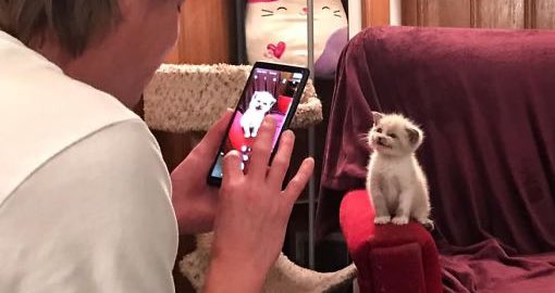 tiny shua archive tweet media