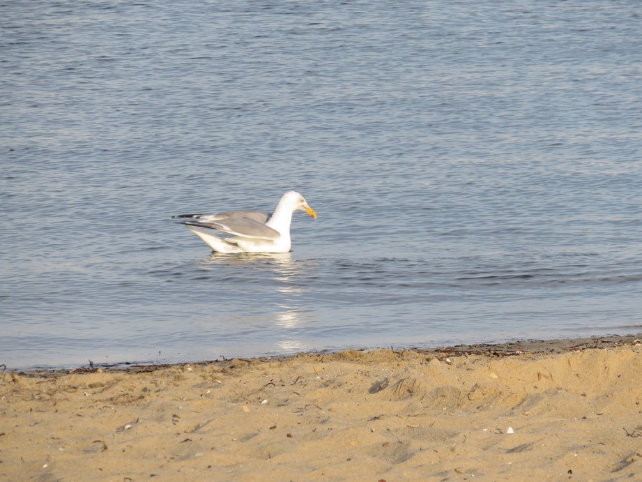 MI_TU's tweet image. Cape Code - Children's Beach

amzn.to/48roVmY

bit.ly/2to6w9d

tu-mi.it/2024/01/cape-c…

#usa #capecode #childrenbeach  #adv

bit.ly/3wrTEQD

bit.ly/3Jy52ia