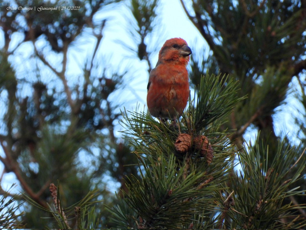 nilis77's tweet photo. Vanmiddag de Grote Kruisbekken gespot bij de Ganzenpoel. Zeker een stuk of 10. @Vogelskijkennl @vogeltrekinfo @VroegeVogels https://t.co/I9MEmATiMQ