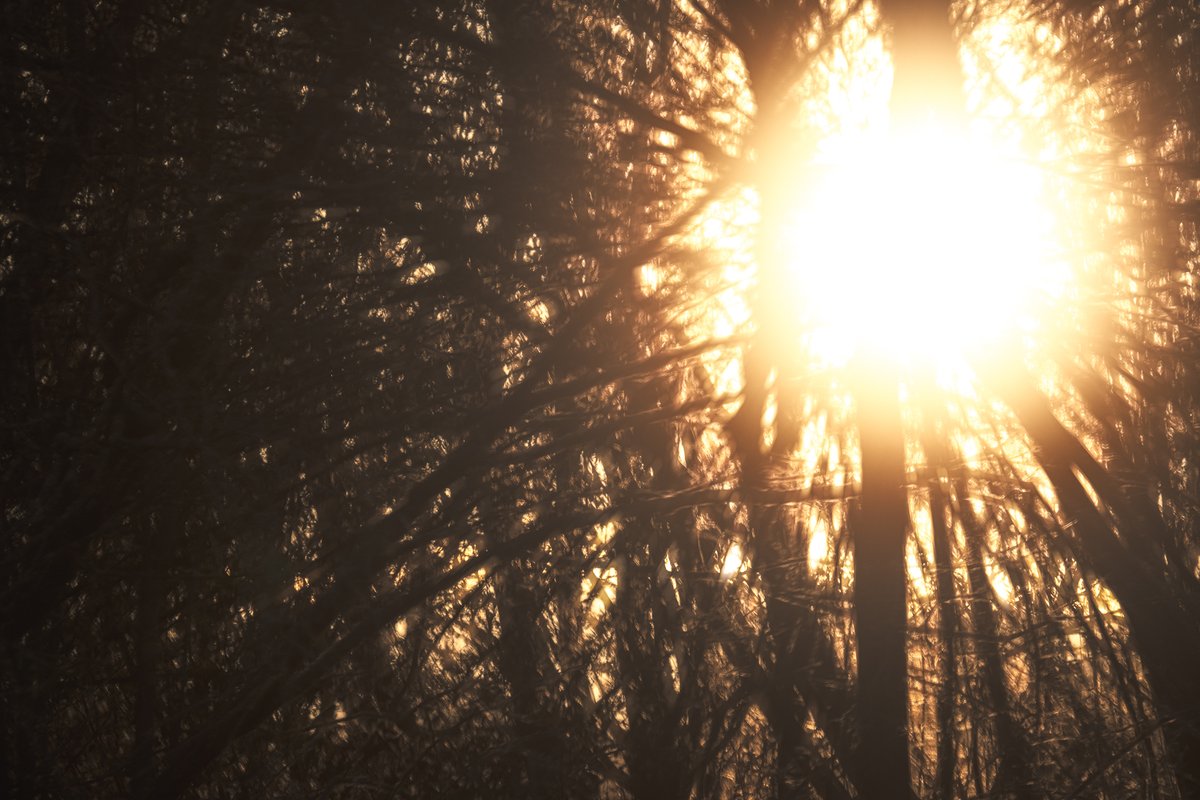 Bachblatt tweet media