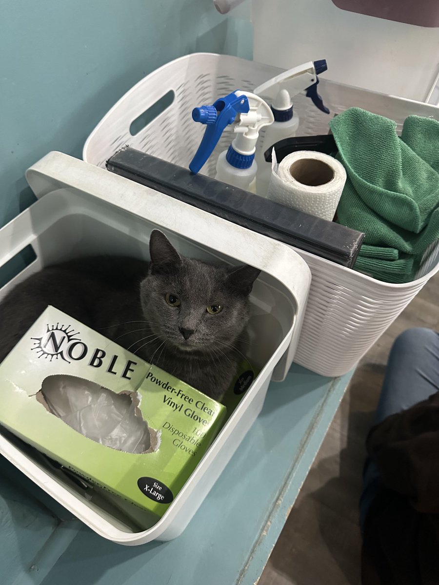 Finally trained the cats to clean up after themselves.  Update:  we are at the end of kitten season and have lots of visitors this week with school being out. Be sure to make a reservation.!