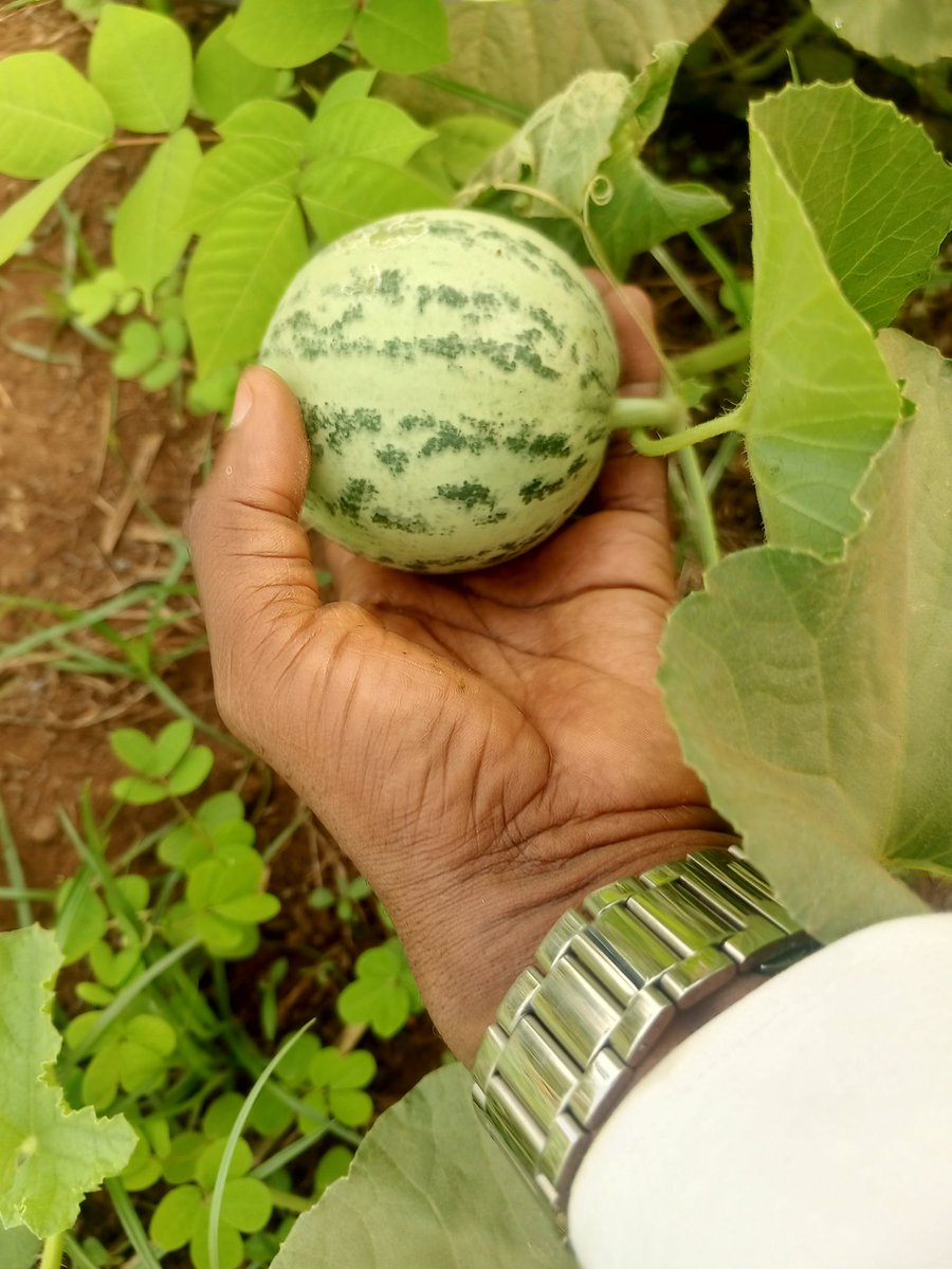 <a href="/ProdubioCongo/">Produbio Congo</a> <a href="/jason_kanani/">Jason J. Kanan</a> Courage, courage courage, l'avenir se trouve sous nos pieds. #CONGO