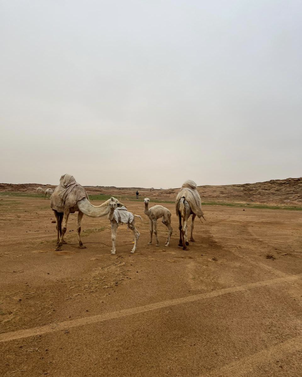 P_5haled's tweet photo. @CamelClub @alaibilfestival #مهرجان_الملك_عبدالعزيز_للإبل8 
#عز_لاهلها https://t.co/R9t4tGzfH7