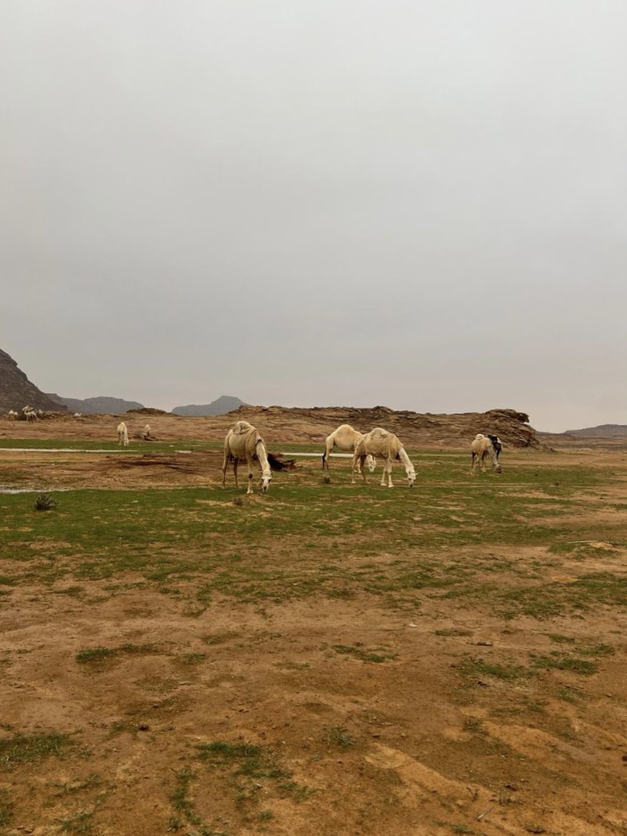 P_5haled's tweet photo. @CamelClub @alaibilfestival #مهرجان_الملك_عبدالعزيز_للإبل8 
#عز_لاهلها https://t.co/R9t4tGzfH7