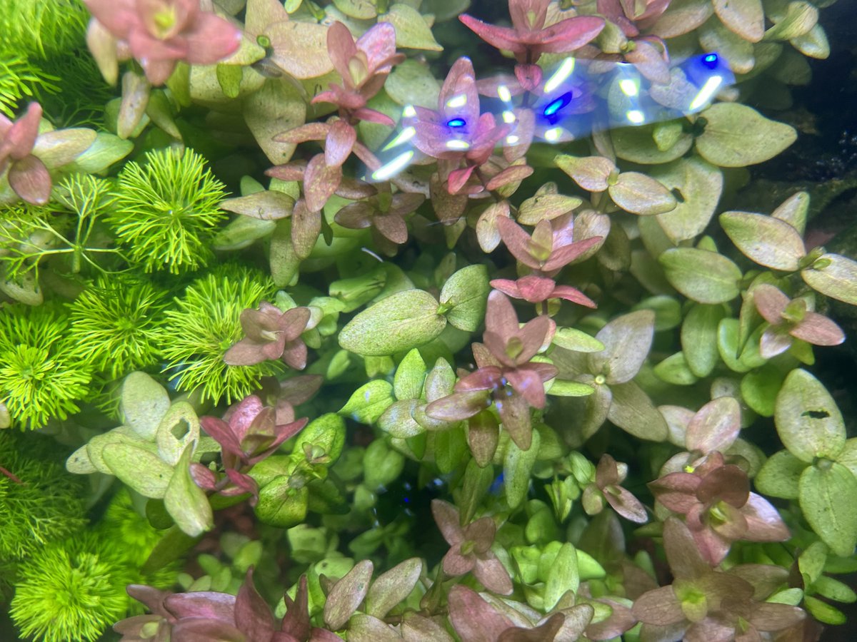 paulsaquatics's tweet photo. We're running light on a few things, but we still have some Ambulia(limnophila sessiliflora) and Bacopa caroliniana to go around! Propagating new bits as we speak!
🪴🐠🪴🐠🪴🐠🪴🐠🪴🐠🪴
Not sure how we operate?
Visit https://t.co/L6JWQKm4mv to learn more! https://t.co/4JDZIAKtnC