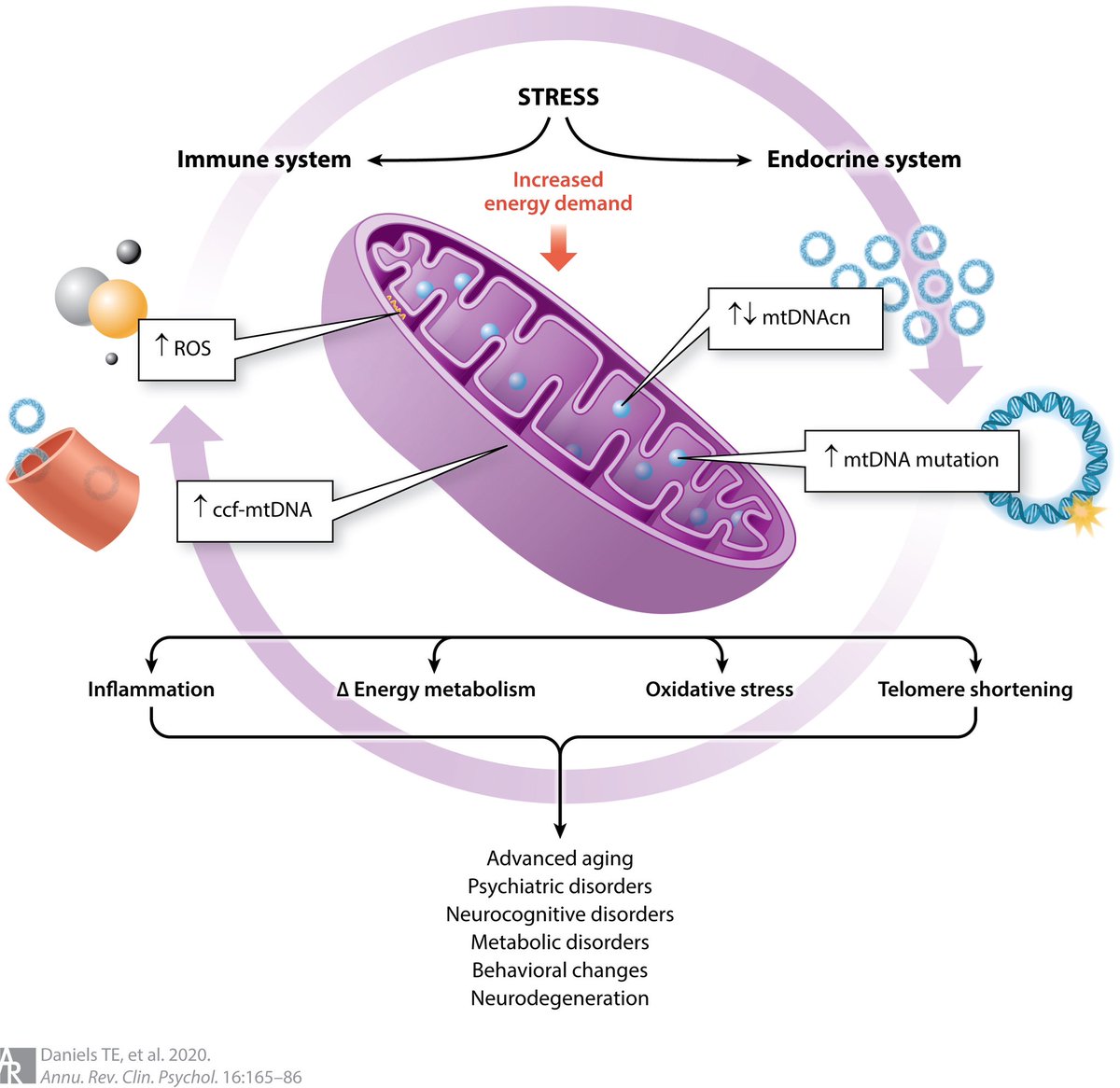 ChristophBurch's tweet photo. Stress and Psychiatric Disorders: The Role of Mitochondria

“Exposure to chronic or severe stressors can alter mitochondrial DNA and mitochondrial function; this process may confer risk of psychiatric and other health conditions.”
https://t.co/JVWnXqlczP https://t.co/YY8JP2zM9y