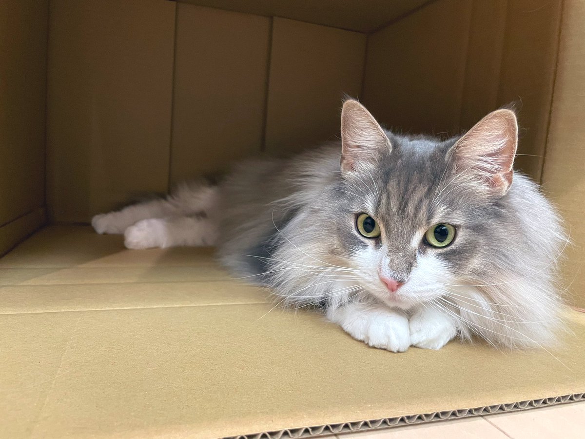 copalun (@copalun1) on Twitter photo 