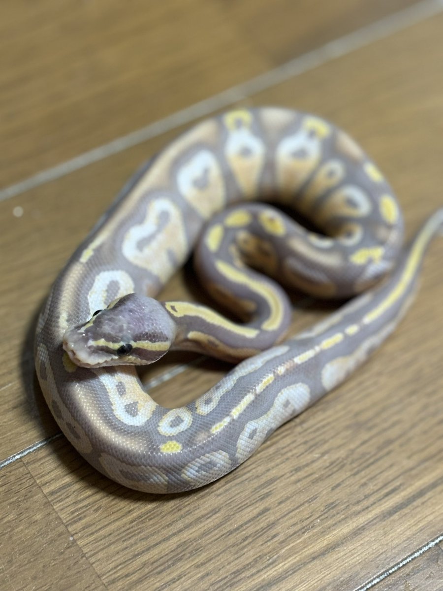 chiko2300416's tweet image. 携帯変えてTwitterログインできなかった😭😭
久しぶりにうちで生まれた子のっけとく