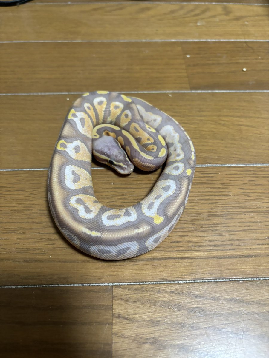 chiko2300416's tweet image. 携帯変えてTwitterログインできなかった😭😭
久しぶりにうちで生まれた子のっけとく