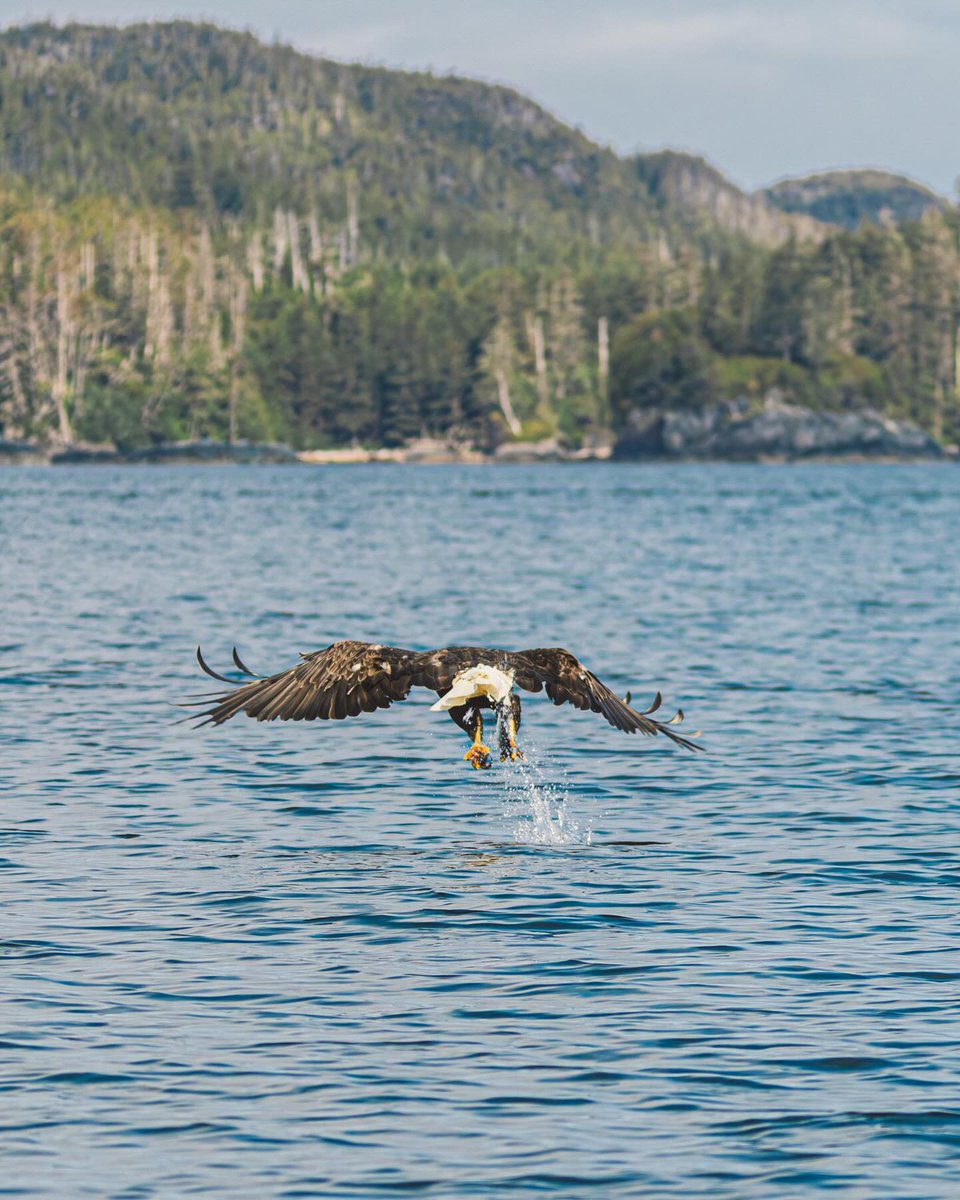 🦅 From graceful flight to a successful catch–soaring moments in the life of an eagle. Delve into the wonders of our bird-watching paradise: vancouverislandnorth.ca/travel-tip/bir… 📸's @geoff_heith #GoNorthIsland