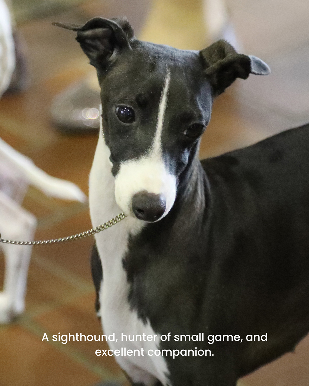 Westminster Kennel Club on X