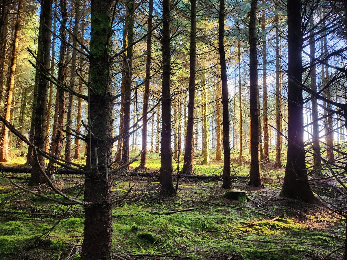OdysseyOut's tweet photo. We are super excited to have gained some land access on the Moray Estate in Doune with which to base ourselves! 

From 2024, we will be offering on-site activities in our lovely woodland area for all! 

Archery, camping, bushcraft and more. 

DM to book an experience with us! https://t.co/17wZ7yqw0k