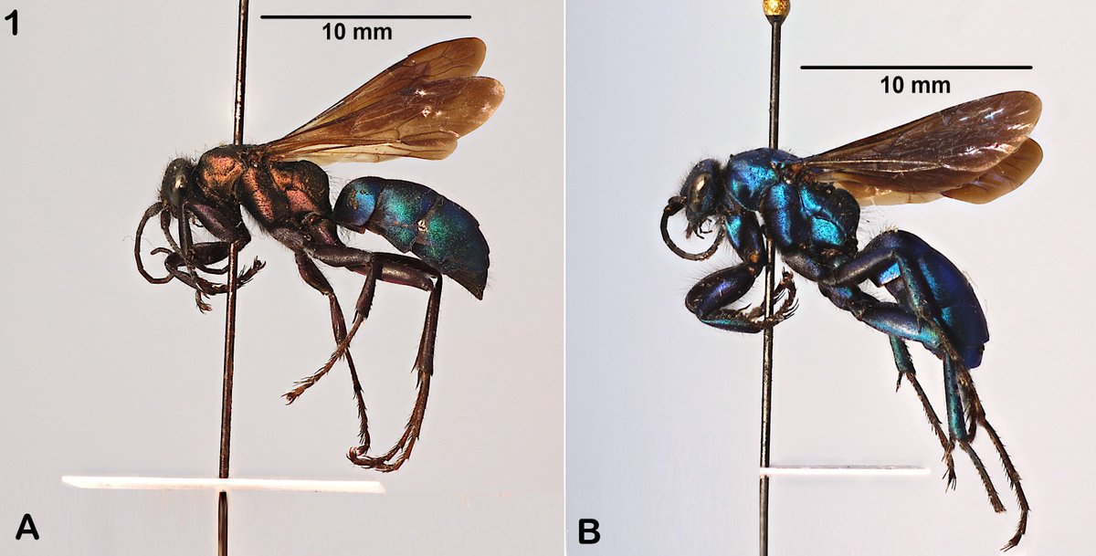 #LiteratureNotice. Barrera-Medina. Una nueva especie del género #Herbstellus Wahis, 2002 (#Hymenoptera: #Pompilidae) del norte de #Chile.
biotaxa.org/rce/article/vi…