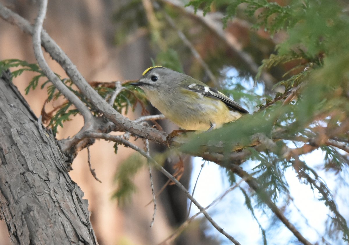 woodsbird81's tweet photo. キクイタダキと格闘していたら、最後に違う鳥が写っていました。
#野鳥観察 #キクイタダキ #ウグイス https://t.co/D3APQF6k18