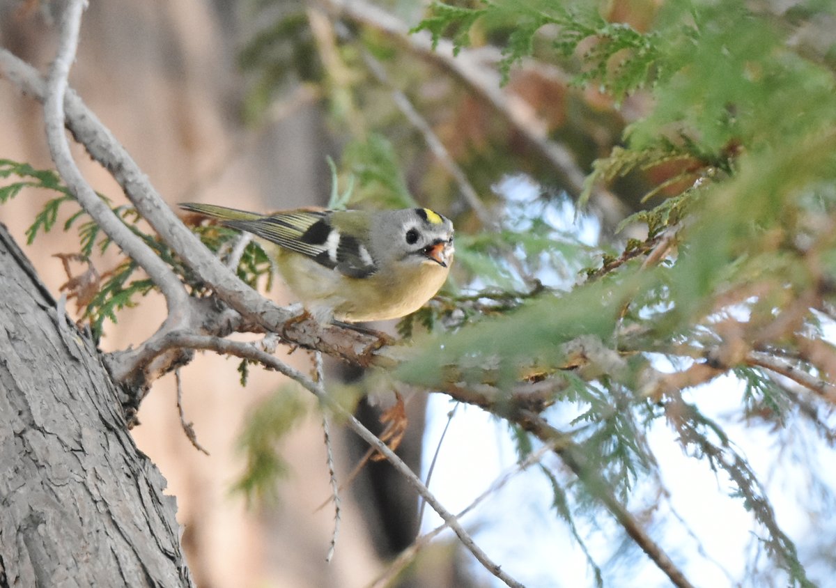 woodsbird81's tweet photo. キクイタダキと格闘していたら、最後に違う鳥が写っていました。
#野鳥観察 #キクイタダキ #ウグイス https://t.co/D3APQF6k18