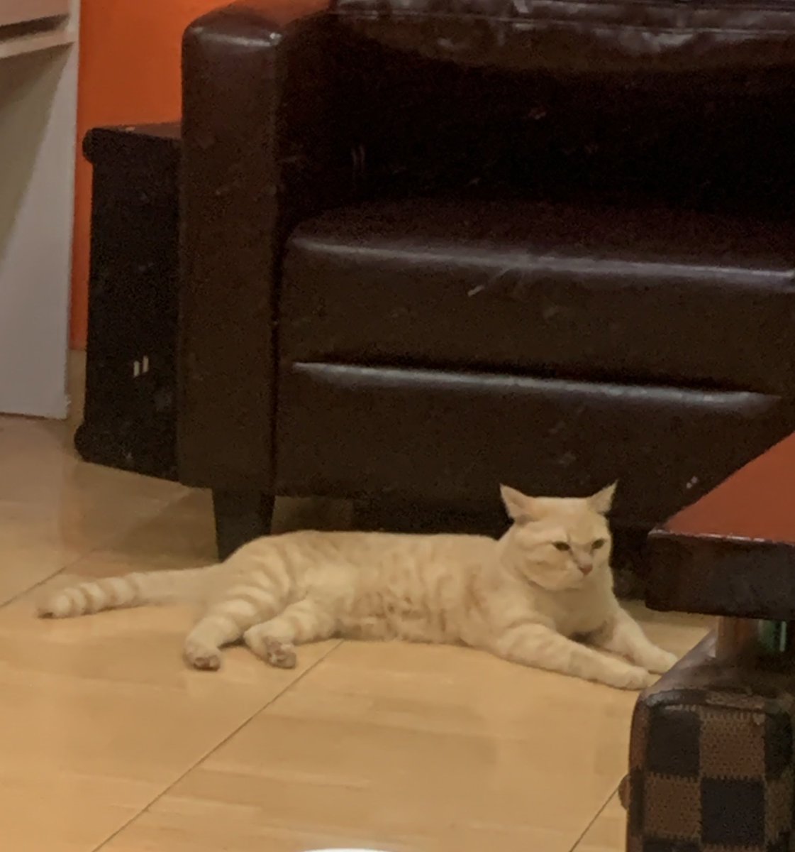 น้องถั่วหมูจิ๋ว tweet media